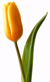 TULIP