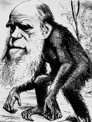 darwin-monkey-2