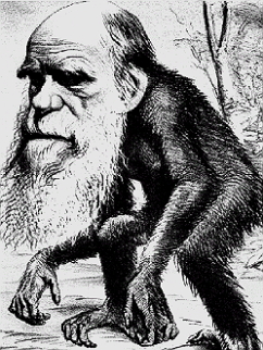 darwin-monkey-2